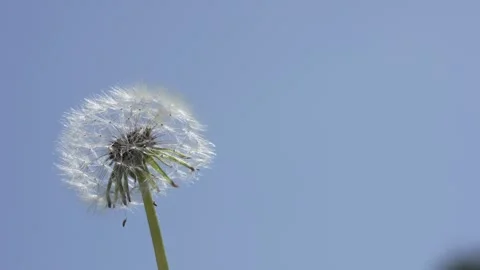 Macro Shot of Dandelion in slow motion Stock Footage 264877843