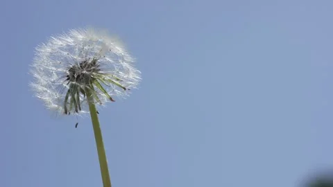 Macro Shot of Dandelion in slow motion Stock Footage 264877882