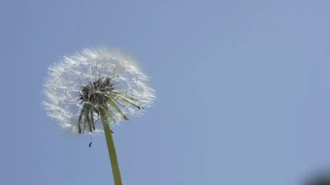 Macro Shot of Dandelion in slow motion Stock Footage 264877951
