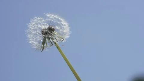 Macro Shot of Dandelion in slow motion Video stock 264878135