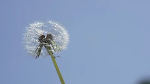 Macro Shot of Dandelion in slow motion Vídeos de archivo 264878146