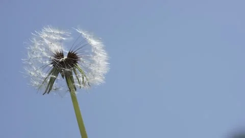 Macro Shot of Dandelion in slow motion Vídeos de archivo 264878339