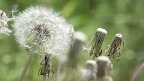 Macro Shot of Dandelion in slow motion Vídeos de archivo 264885542