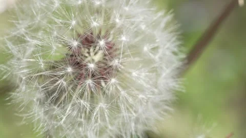 Macro Shot of Dandelion in slow motion Stock Footage 264885588