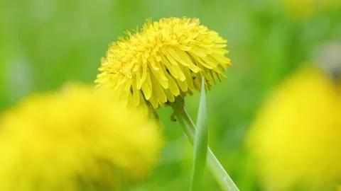 Macro shot of dandelion in spring Stock Footage 230041778