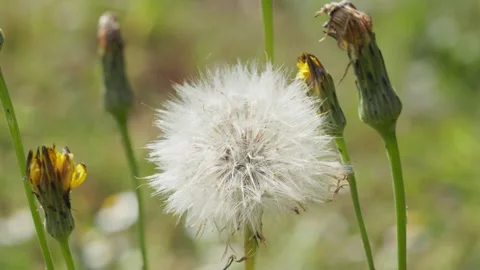 Macro shot of a dandelions waving with the wind on the field 스톡 동영상 281967374
