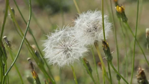 Macro shot of a dandelions waving with the wind on the field Stock Footage 281967401