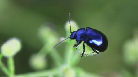 A macro shot of a dark beetle insect on a green leaf Stock Footage 243645167