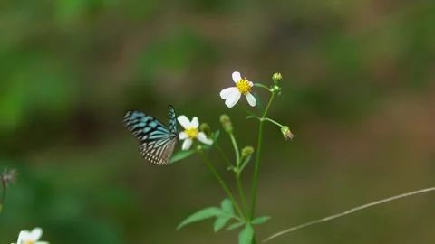 Macro shot of a dark blue tiger butterfly flying and landing on a white flowe 動画素材 336983028