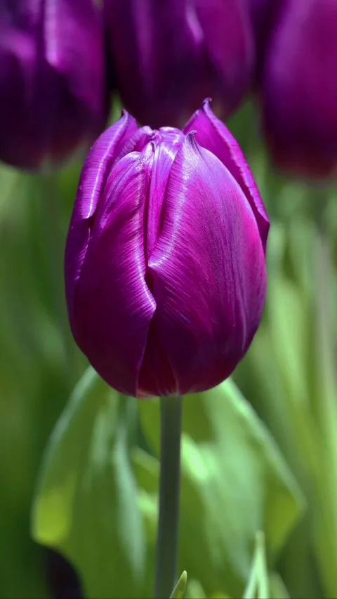 Macro shot of a dark purple tulip flower showing delicate petal textures Stock Footage 343944706
