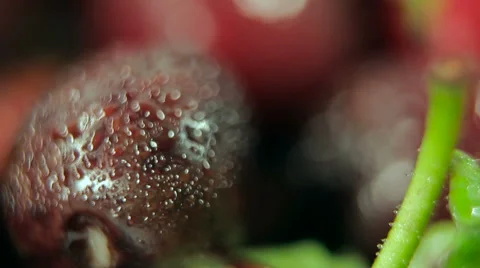 Macro shot. de-focused scene. juicy, ripe cherry with water droplets. Stock Footage 61214921