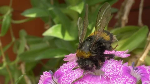 Macro Shot Of Dead Bumblebee On Purple Flower Stock Footage 131075292