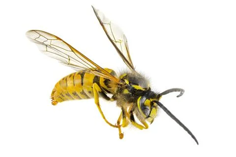 A macro shot of a dead dried wasp, isolated on a white background. Stock Photos