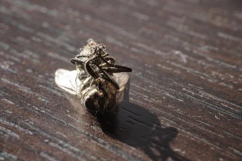 Macro shot of a dead fly lying on its back on a wooden surface in natural Foto stock