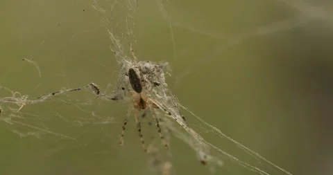 Macro shot of a Dead Spider Stock Footage 169559933