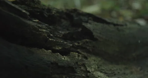 Macro shot of a dead tree with bugs and leaves Video stock 230586004