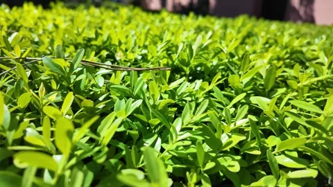 Macro Shot Of Decorative Garden Shrub Leaves Stock Footage 336280117