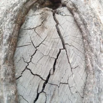 Macro shot of deep cracks inside old wooden tree knot showing weathering 写真素材