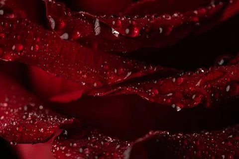 Macro Shot of Deep Red Rose Petals with Sparkling Water Drops on Black Back.. Stock Photos