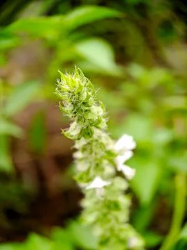 Macro shot of a delicate basil flower bud with a soft green background, sho.. Stock Photos