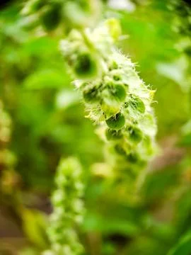 Macro shot of a delicate basil flower bud with a soft green background, sho.. Stock Photos