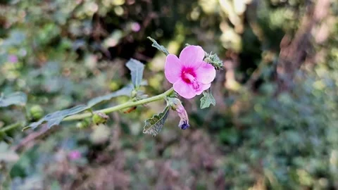 A macro shot of the delicate pink petals of a wild mallow flower swaying in.. 스톡 동영상 325763315