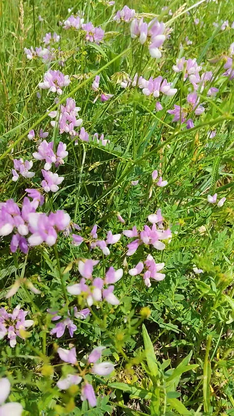 Macro shot of delicate pink Securigera varia inflorescences in summer Stock-Footage 348085533