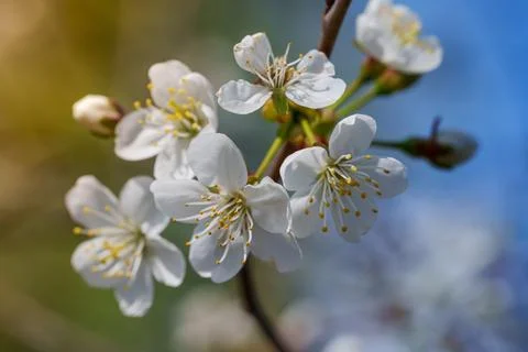 Macro shot of delicate white cherry blossoms blooming on a branch in spring Stock Photos