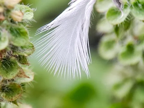 Macro shot of a delicate white feather caught on a green wild plant. Fine f.. Stock Photos