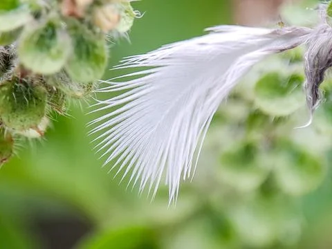 Macro shot of a delicate white feather caught on a green wild plant. Fine f.. Stock Photos