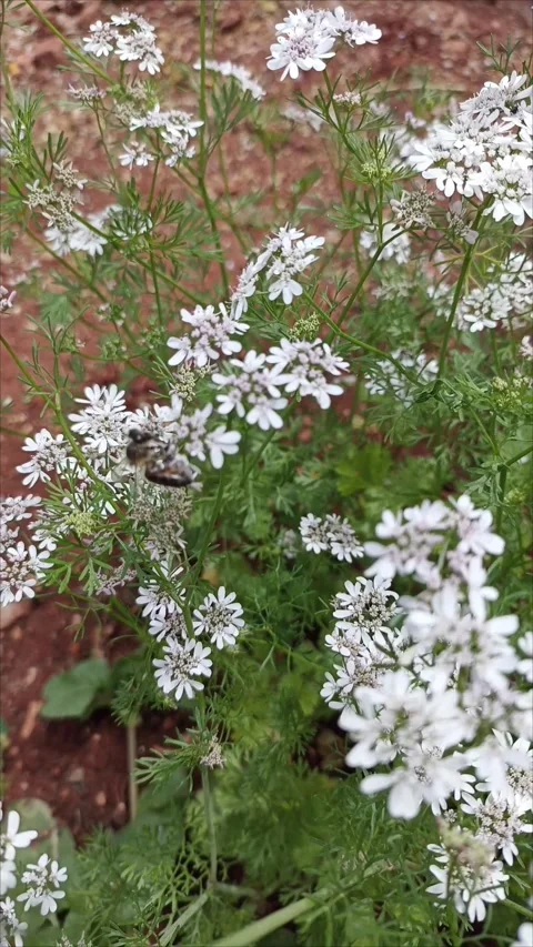 Macro Shot of Delicate White Herb Flowers Stock Footage 333926039
