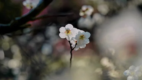 Macro shot of delicate white spring blossoms blooming on a tree branch Видео 348046364