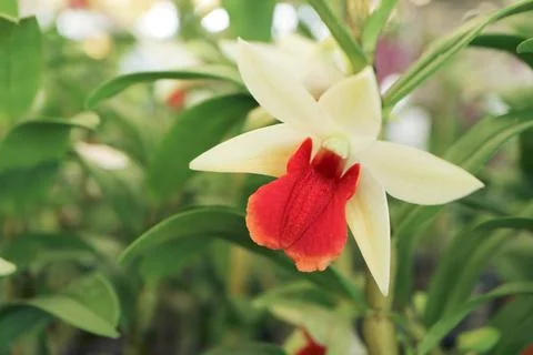 Macro shot of Dendrobium Dawn Maree orchid flower Stock Photos