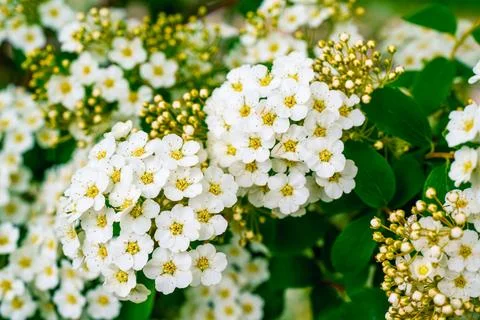Macro shot of a dense cluster of blooming white spiraea flowers and buds Stock Photos