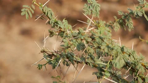 Macro shot of desert tree branch, Spines on the branch of desert plant Stock Footage 150734149