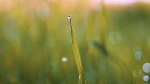 Macro Shot Of A Dew Drop On Single Blade Of Grass, With A Blurry Background Stock Footage 116480272