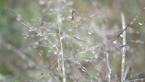 Macro shot of dew drop on tiny grass when wind blow, slow motion Stock Footage 101413722