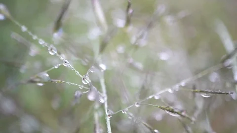 Macro shot of dew drop on tiny grass when wind blow, slow motion Stock Footage 101413723