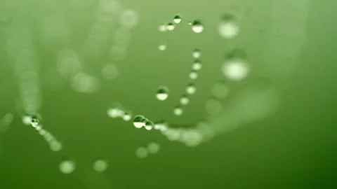 Macro shot of dew drops delicately hanging on a spider web against a vibrant Vidéo 278017717