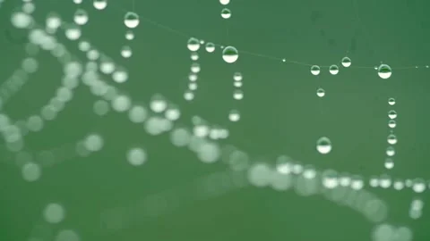 Macro shot of dew drops on a spider web in the early morning. Ideal for nature Vídeo Stock 278073267