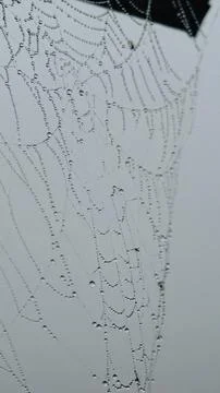 Macro Shot of Dew Drops on Spider Web in Morning Mist Stock Photos