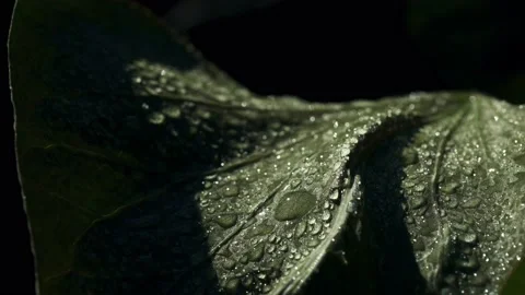 Macro shot of Dew on a leaf Stock-Footage 175712371