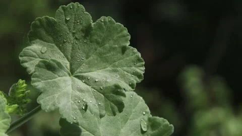 Macro shot of dewdrops on a green leaf Stock Footage 337713944