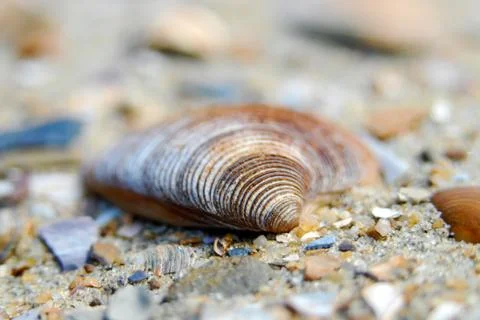 Macro shot of different shells in sand Stock Photos