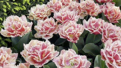 Macro Shot Of Double Petal Peach Tulip Blooming In Spring Garden Stock Footage 308475358