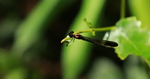 Macro shot of the Dragon fly Stock Footage 216557652