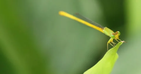 Macro shot of the Dragon fly Stock Footage 280450875