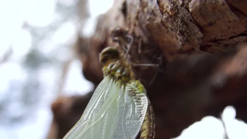 Macro shot of dragonfly from bottom 4K Stock Footage 133943513