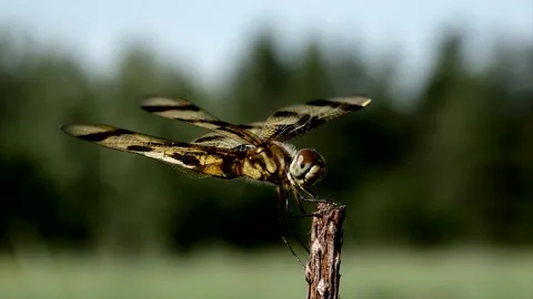 Macro shot of a dragonfly fighting against some wind. Video stock 324763072