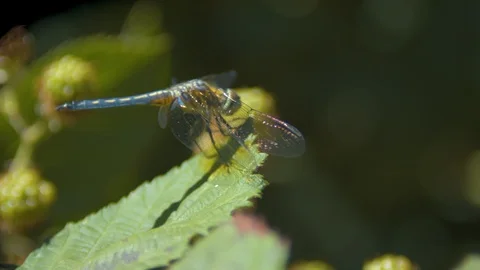Macro Shot of a Dragonfly on a Leaf in the Wind Stock Footage 91736378